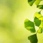 Ginko gut für Gehirn und Gehör